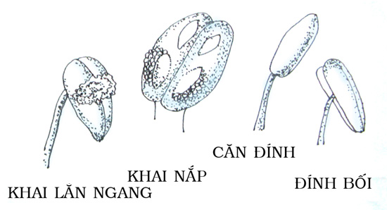 Hoa dừa cạn rủ, hoa dua can ru, hoa Tết, hoa Tet, hạt giống hoa, hoa treo, dạ yến thảo, hoa treo ban công, hạt giống hoa oải hương, bán hạt giống hoa oải hương, hat giong hoa oai huong, hạt giống  chất lượng cao, hat giong hoa , hat giong hoa chat luong cao, hoa trong tham, hoa trong chau,